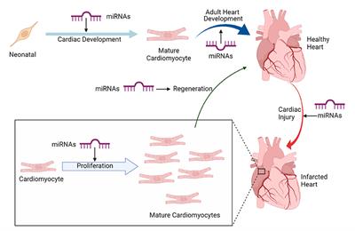 Restoring Ravaged Heart: Molecular Mechanisms and Clinical Application of miRNA in Heart Regeneration